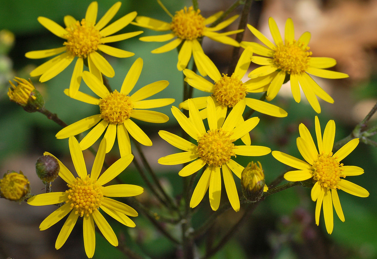 Golden Groundsel (Packera aurea) - 1 gallon