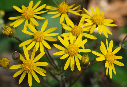 Golden Groundsel (Packera aurea) - 1 gallon