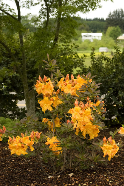golden azalea attracting pollinators in the landscape