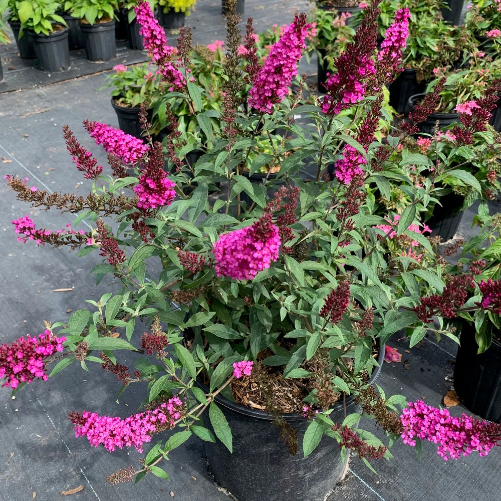 Buzz® Hot Raspberry Butterfly Bush (Buddleia &