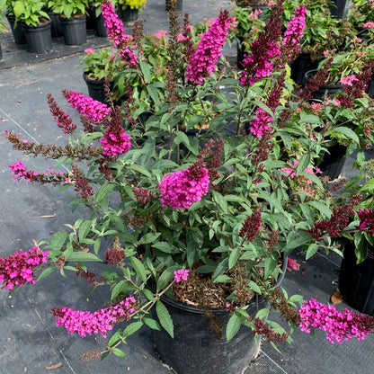 Buzz® Hot Raspberry Butterfly Bush (Buddleia &