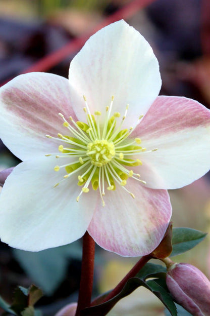 Camelot® Lenten Rose (Helleborus &