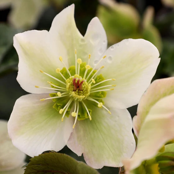 Hellebore Mollys White (Helleborus &