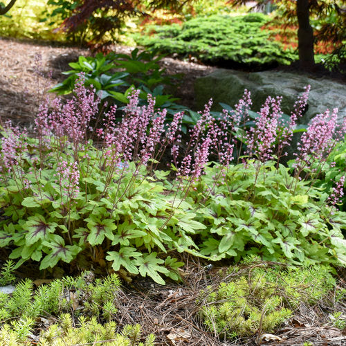 garden scene of heucherella eye spy
