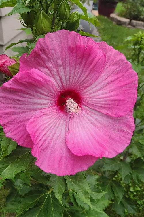 Airbrush Effect Rose Mallow (Hibiscus airbrush &