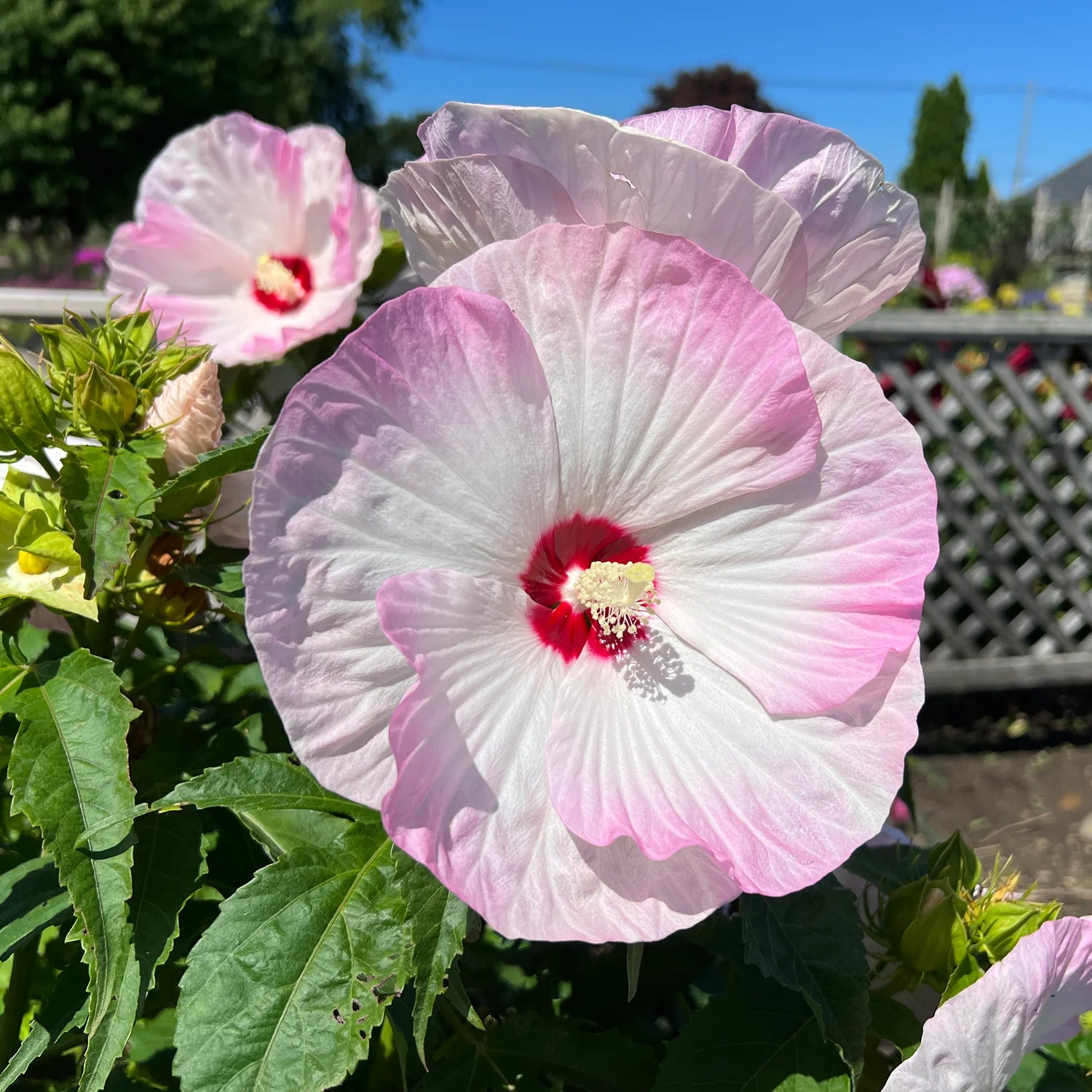 Summerific® &
