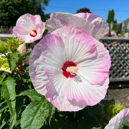 Summerific® &
