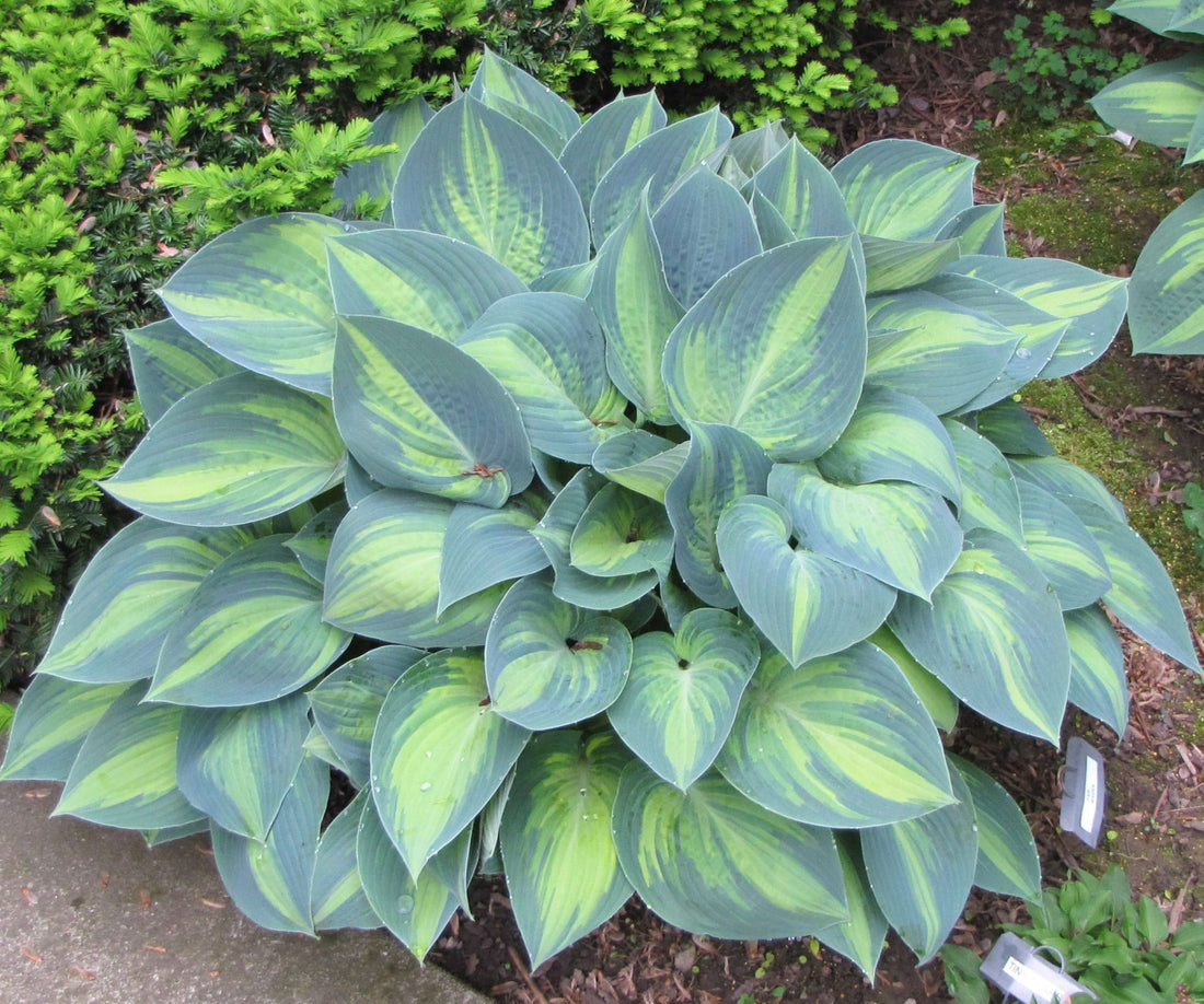 June Plantain Lily (Hosta june &