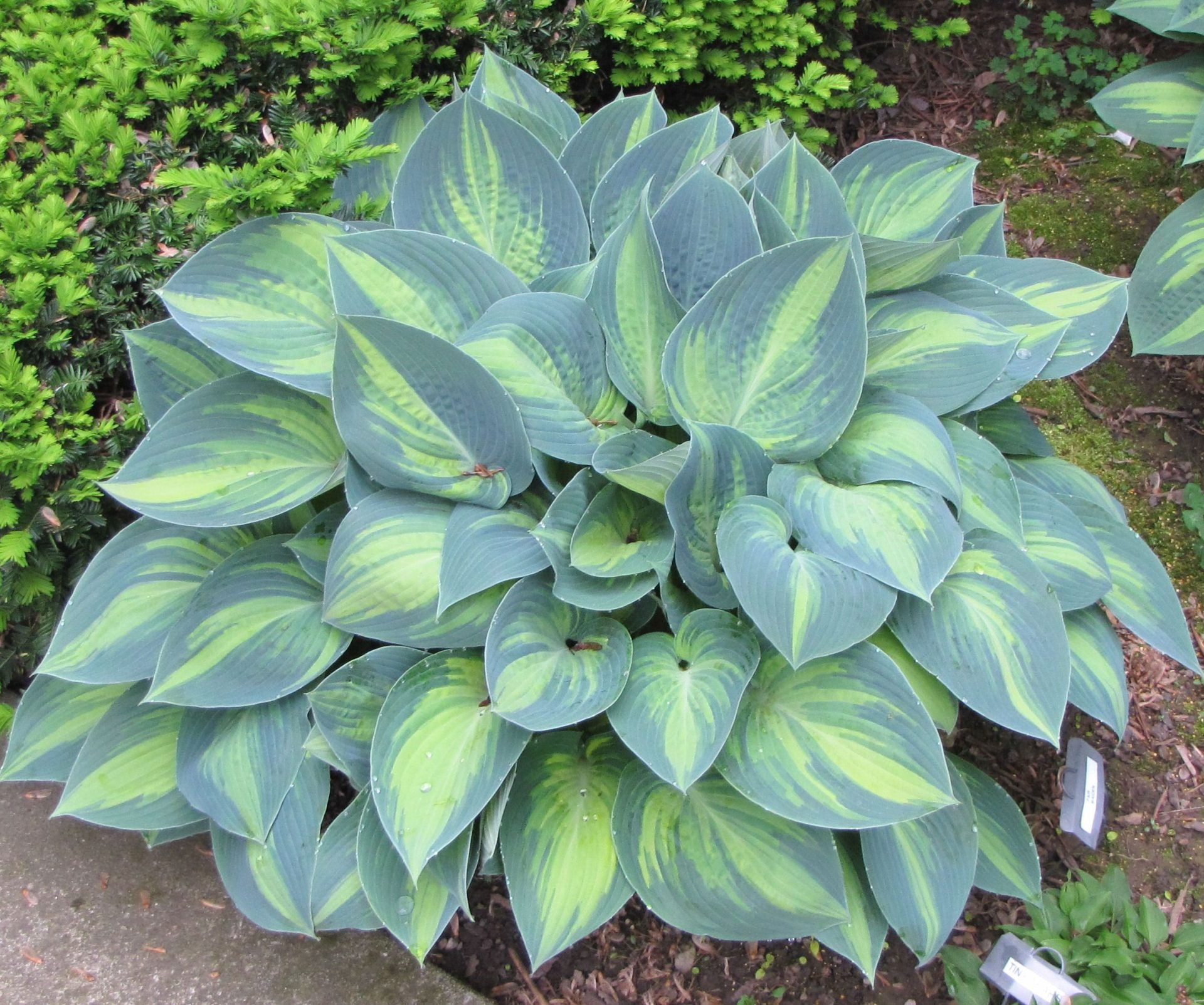 June Plantain Lily (Hosta june &