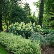 limelight prime panicle hydrangea in landscape setting