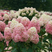 abundant blooms for limelight prime panicle hydrangea