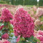 close up photo of limelight prime panicle hydrangea