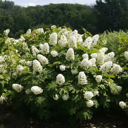 Gatsby Moon® Oakleaf hydrangea (Hydrangea quercifolia &
