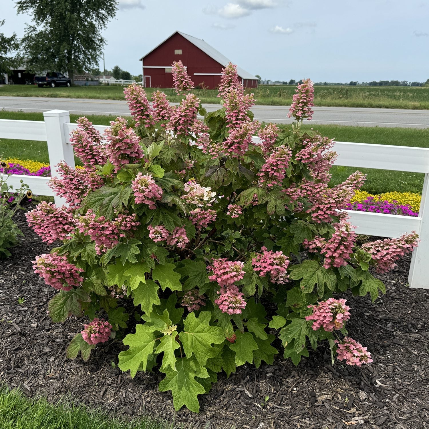 Gatsby Pink® Oakleaf hydrangea (Hydrangea quercifolia &