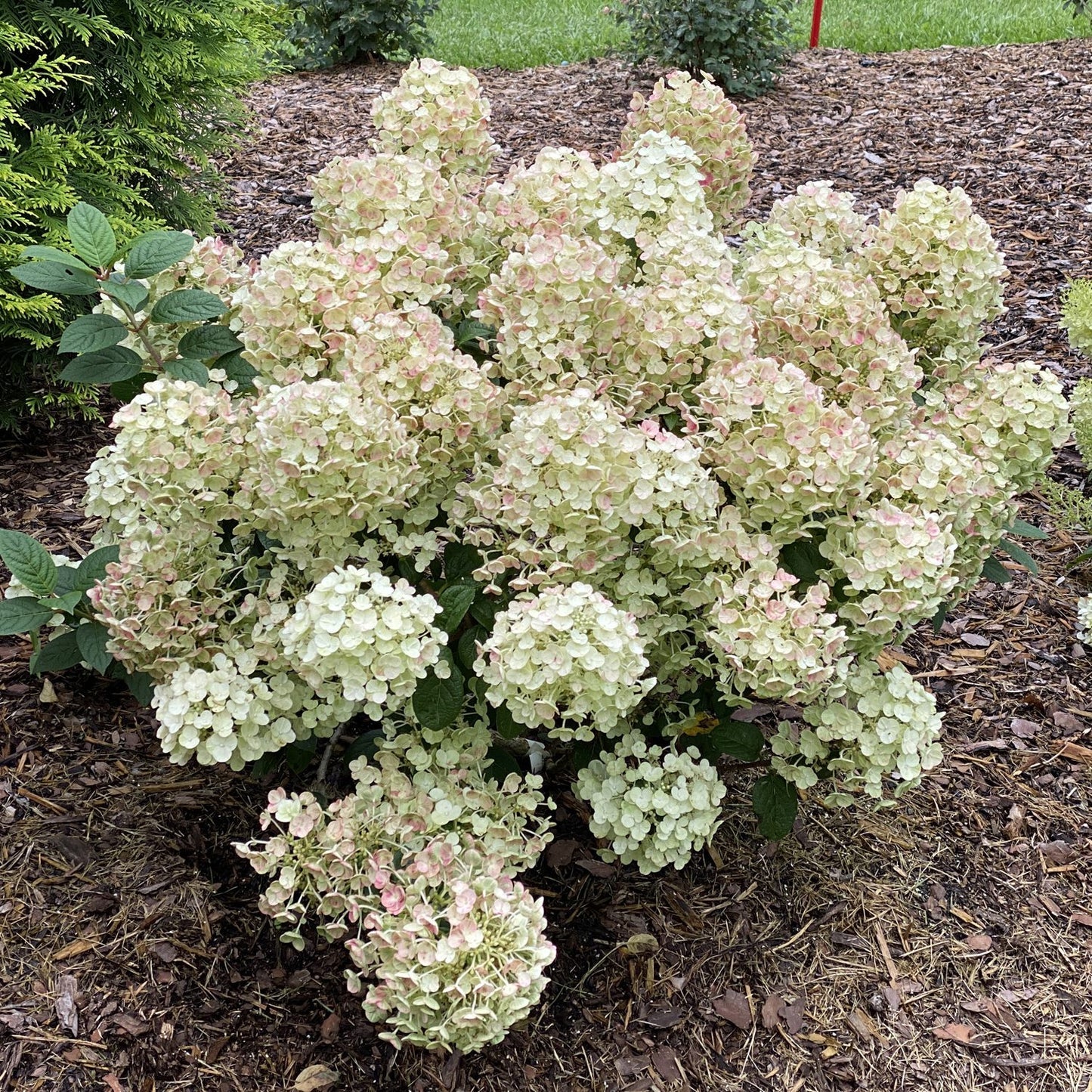 Tiny Quick Fire® Panicle Hydrangea (Hydrangea &