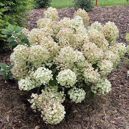 Tiny Quick Fire® Panicle Hydrangea (Hydrangea &