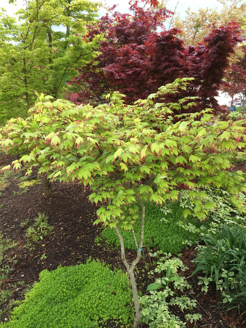 Tsuma Gaki Japanese Maple (Acer palmatum &