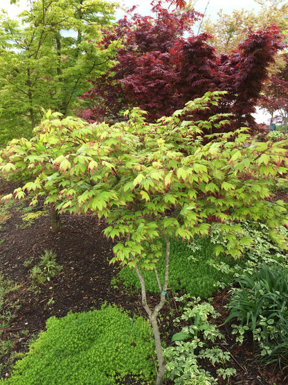 Tsuma Gaki Japanese Maple (Acer palmatum &