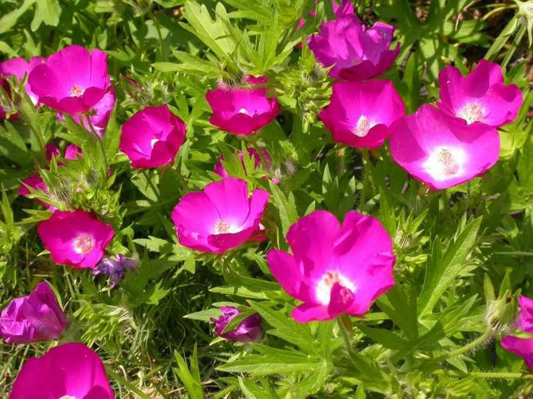 Purple Poppy Mallow (Callirhoe involucrata) - 2 gallon