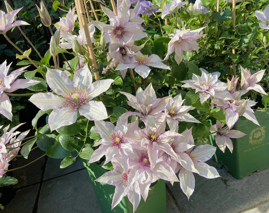 Samaritan Jo Clematis (Clematis samaritan &