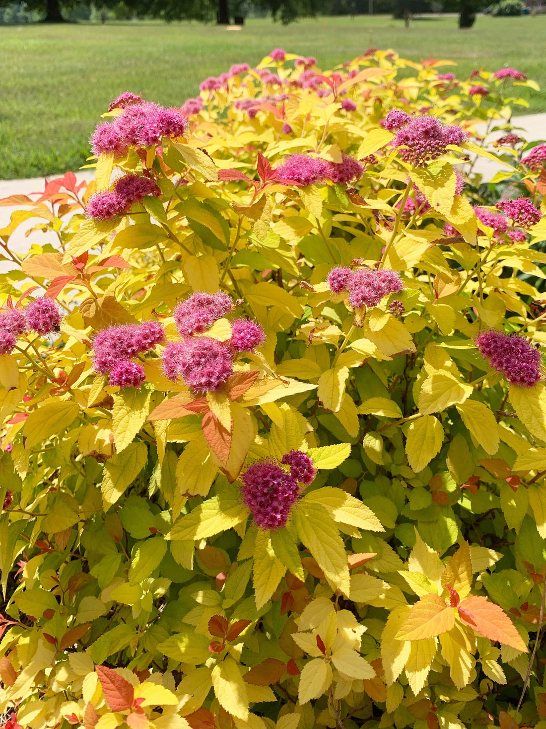 Double Play® Candy Corn® Spirea (Spiraea JAP &