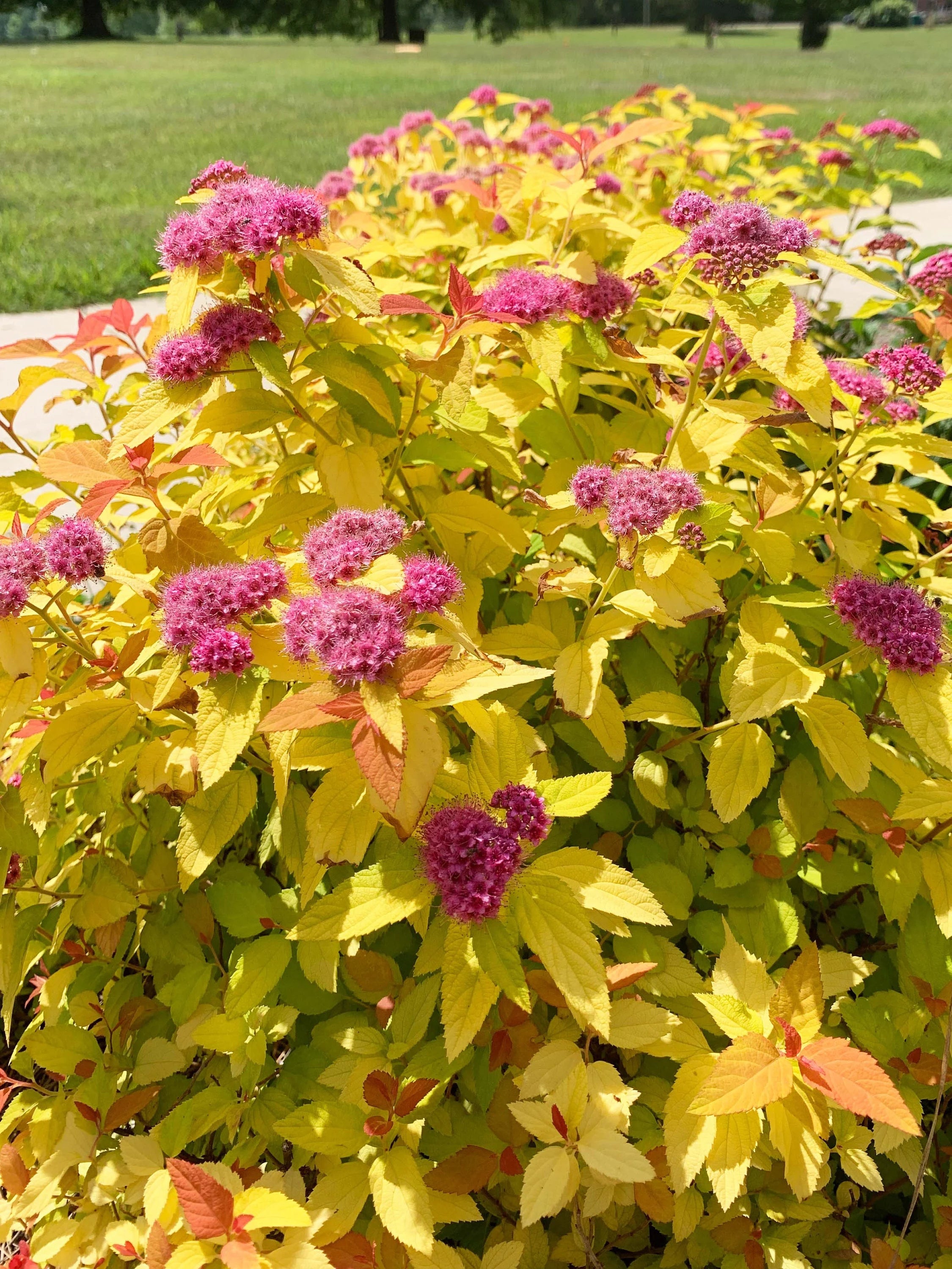 Double Play® Candy Corn® Spirea (Spiraea JAP &