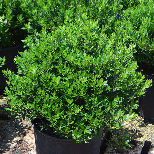Forever Emerald™ Inkberry (Ilex glabra &