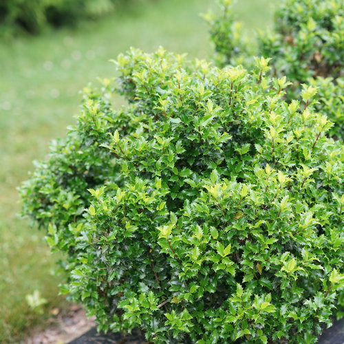 Castle Keep Blue Holly (ILEX X MES. CASTLE KEEP) - QT