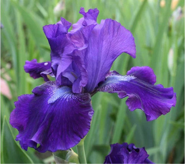 Iris ‘Halston’ (Iris germanica &