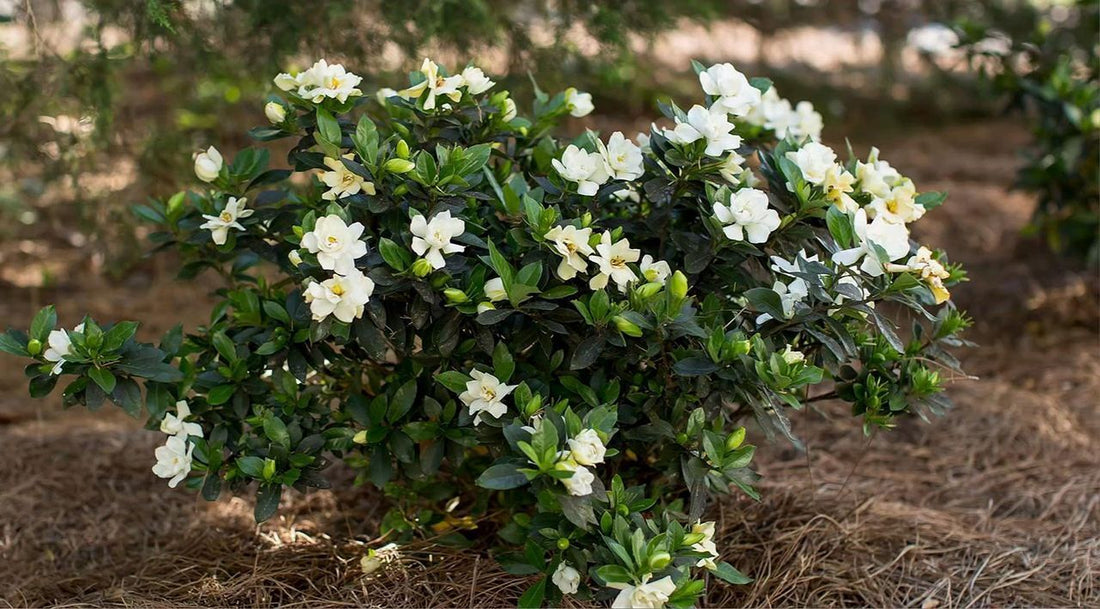 Steady as She Goes® (Gardenia steady &