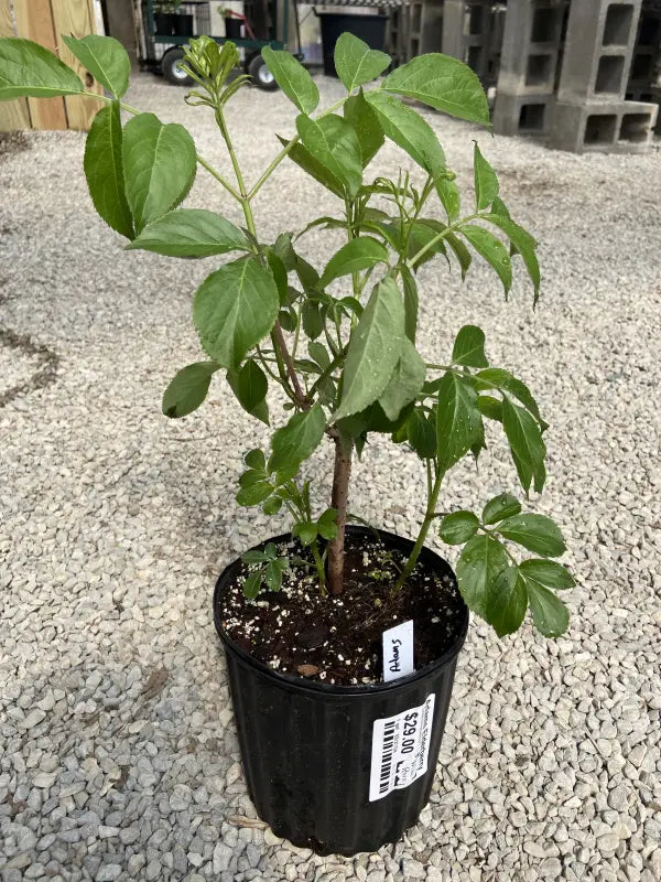 Adams Elderberry (Sambucus canadensis &