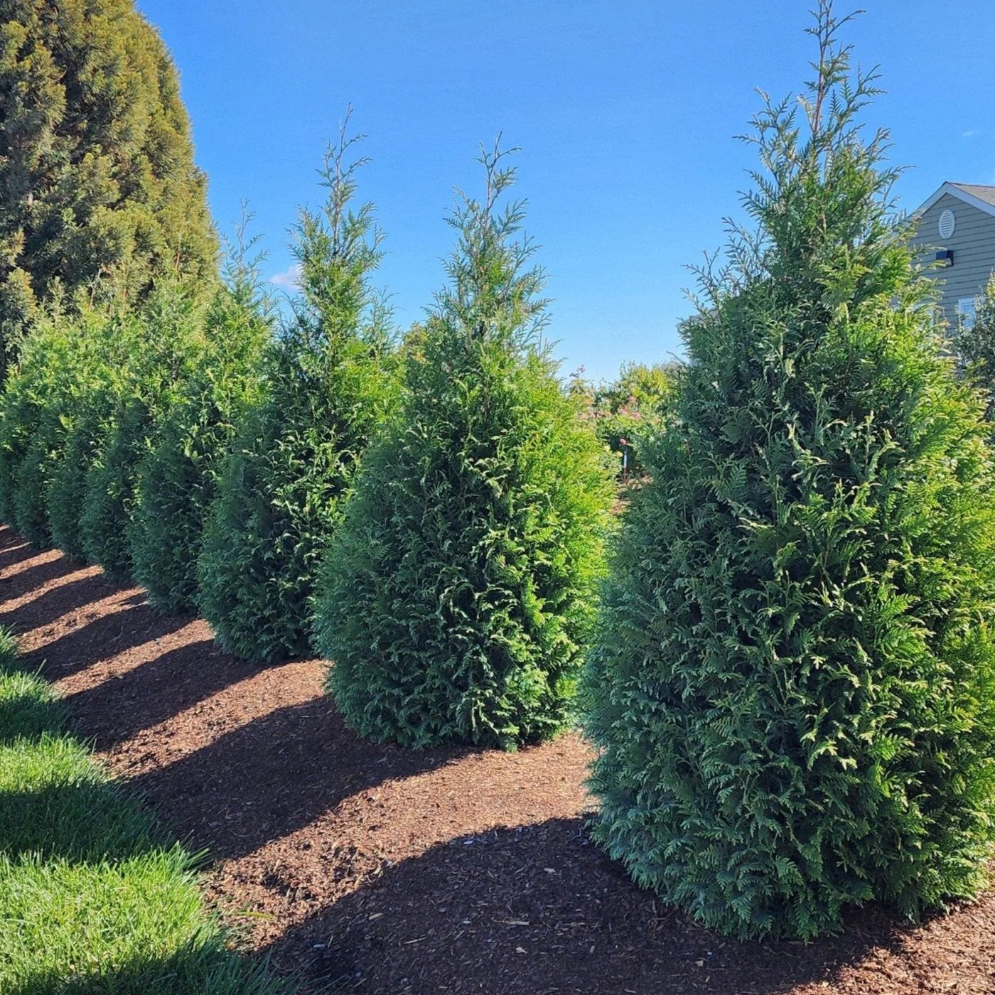Thuja Junior Giant (Thuja x &