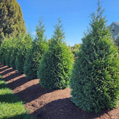 Thuja Junior Giant (Thuja x &