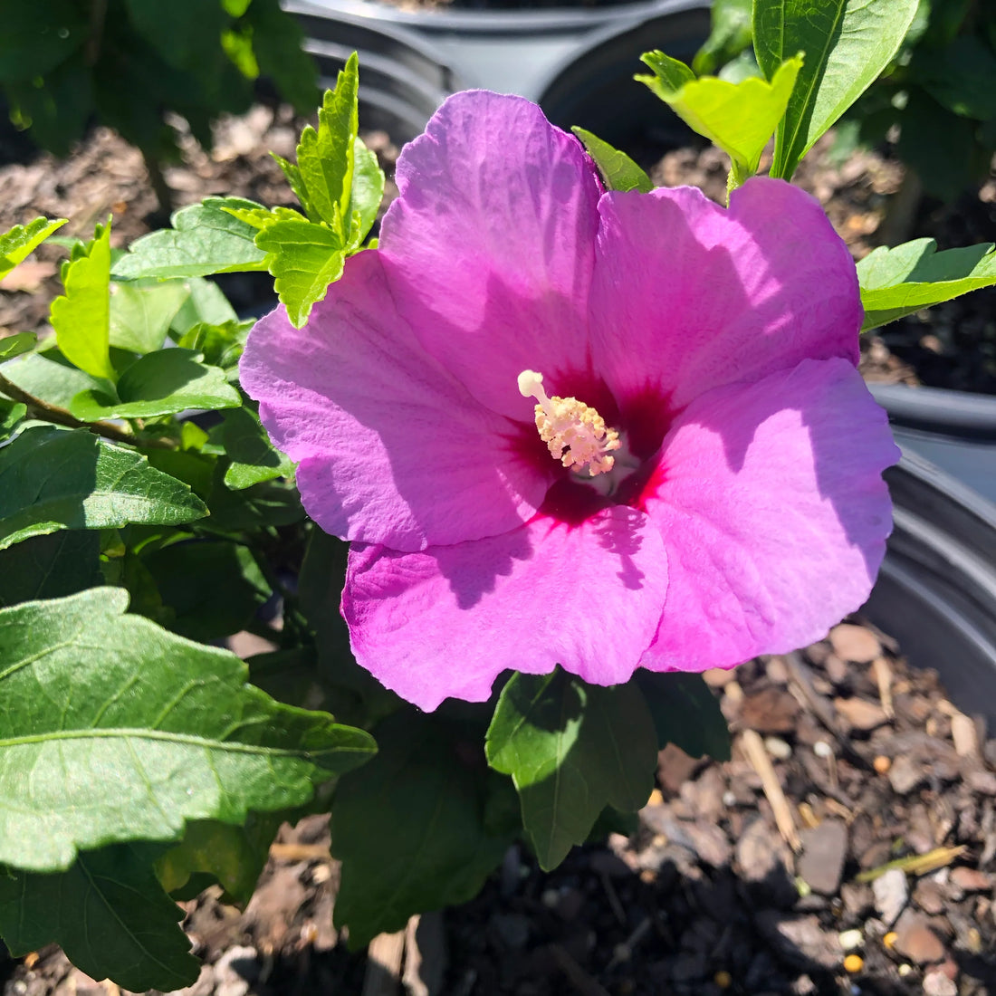 Proven Winners® Color Choice® Lil’ Kim® Violet Rose of Sharon (Hibiscus syriacus ‘SHIMRV24’) - 2 gallon