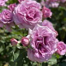 Love Song™ Floribunda Rose (Rosa &