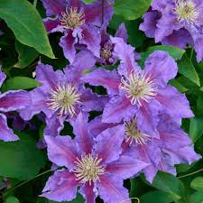 Baroness Fookes Clematis (CLEMATIS BARONESS FOOKES) - 1 gallon