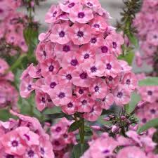 Larissa Russian Lady Garden Phlox (Phlox paniculata &