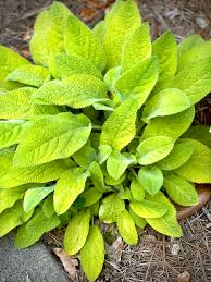 Key Lime Betony (Stachys B &