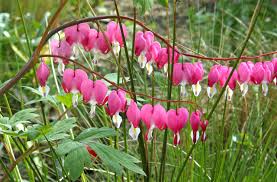 Bleeding Heart (Dicentra spectabilis) - 1 gallon