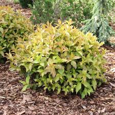 Kodiak Spiced® Bush Honeysuckle (DIERVILLA S. KODIAK SPICED) - QT