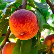 August Lady Peach Tree (PRUNUS FRUIT - AUGUST LADY) - 3 gallon 36" TREE