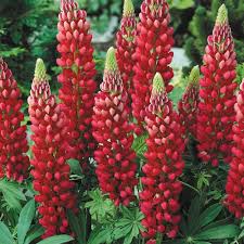 Gallery Red Lupine (LUPINUS P. GALLERY RED) - 3QT