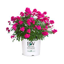 Oso Easy Peasy® Rose (Rosa &
