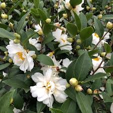 Just Chill® Double White Camellia (CAMELLIA JUST CHILL® DOUBLE WHITE) - QT