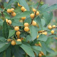 Berry Heavy Gold Winterberry (ILEX VERT. BERRY HEAVY GOLD) - QT