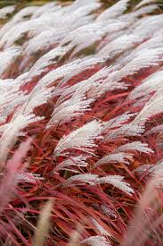 Lady in Red Miscanthus Grass (Miscanthus sinensis &