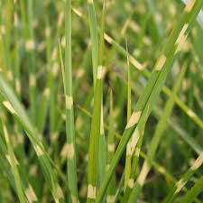 Porcupine Grass (Miscanthus sinensis &