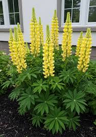 Staircase™ Yellow Lupine (LUPINUS STAIRCASE™ YELLOW) - 1.5 gallon