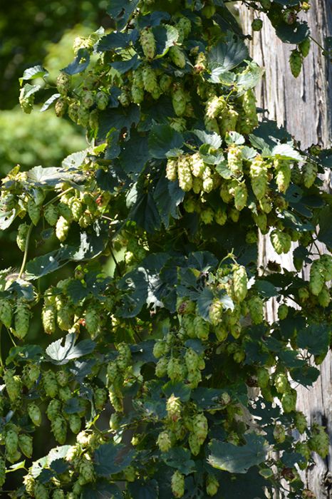 Cascade Common Hops (Humulus lupulus &