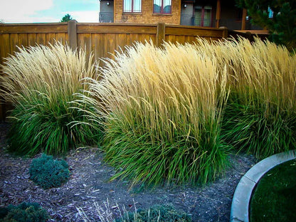 Karl Foerster Feather Reed Grass (Calamagrostis x acutiflora &